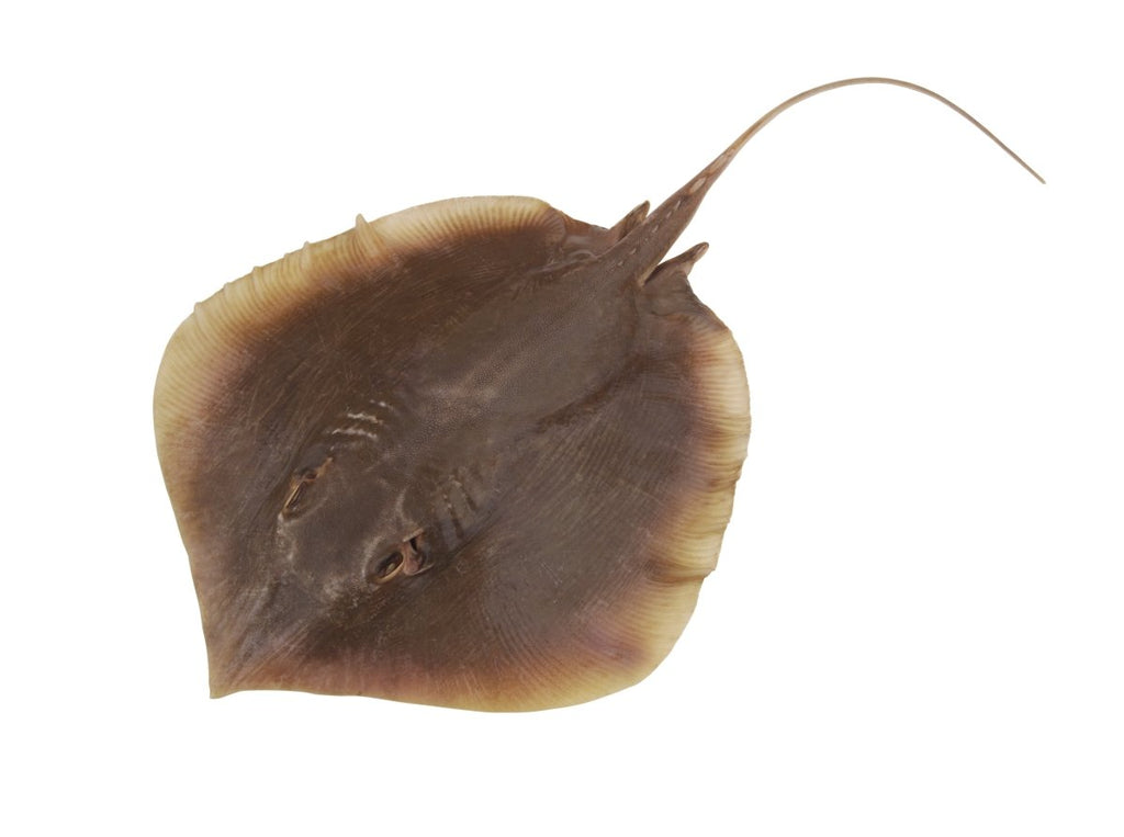 thirukkai-stringray-fish-alli- 