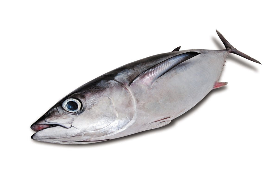 TUNA - GREEN STOP BY OCAN EXOTICS FISH