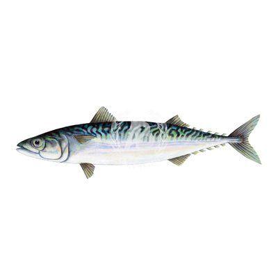 UK MACKEREL PER PCS - GREEN STOP BY OCAN EXOTICS FISH