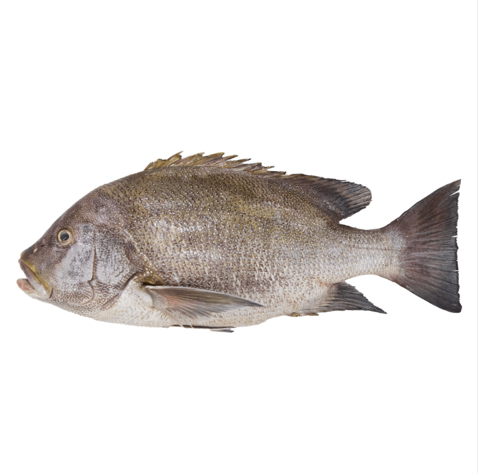 URUVILAI WHOLE FISH - GREEN STOP BY OCAN EXOTICS FISH