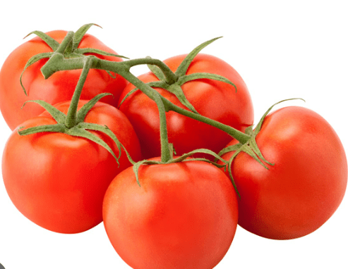 VINE TOMATOES DUTCH - ALLI BHAVAN