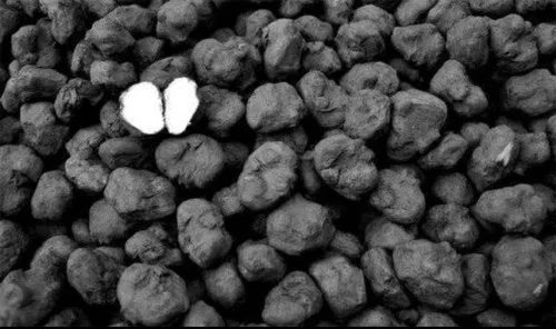 Water Chestnut(singada) - ALLIBHAVAN