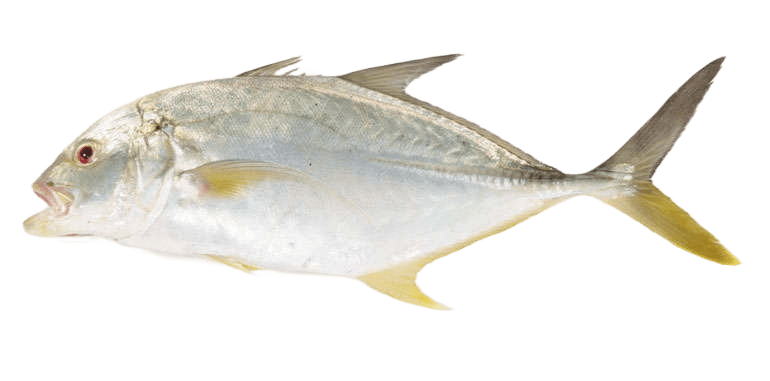 YELLOW FIN TREVALLY - GREEN STOP BY OCAN EXOTICS FISH